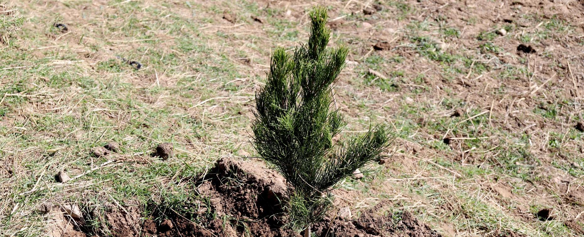 Посадка деревьев с участием РТСУ продолжилась в районе Рудаки