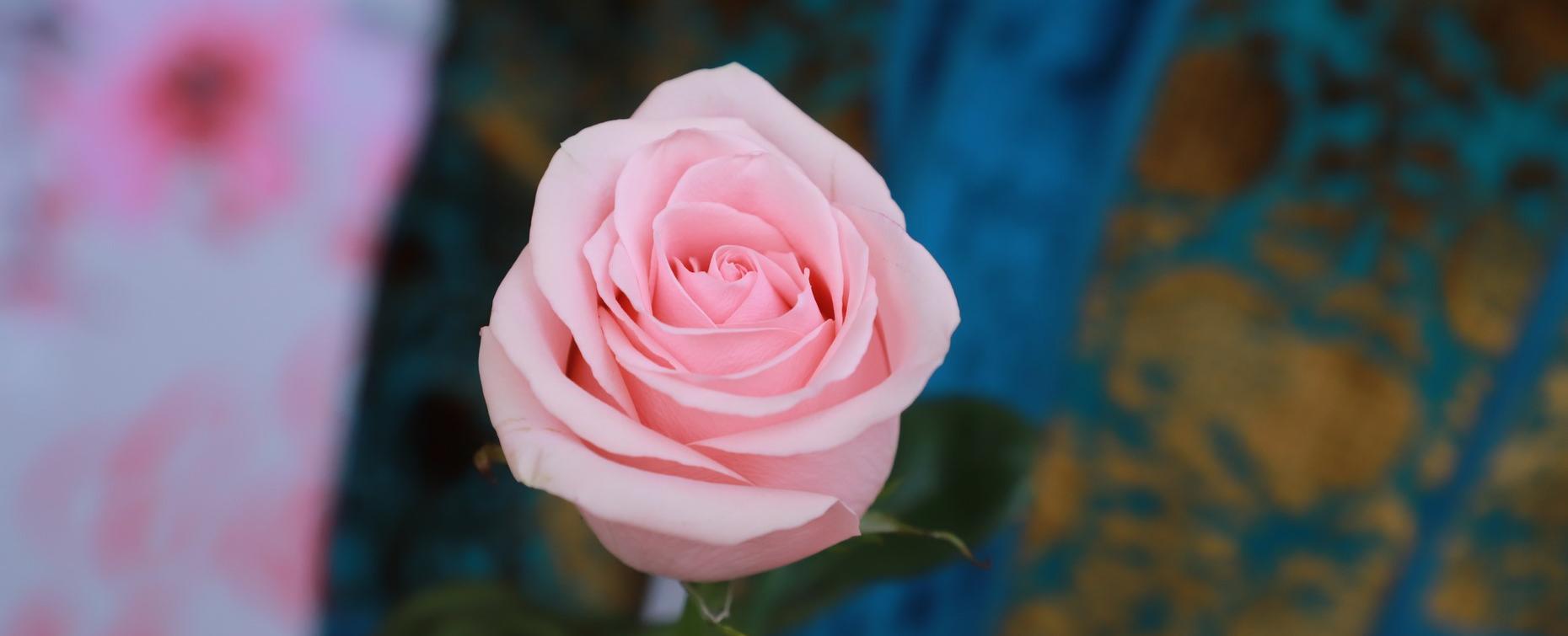 Женсовет РТСУ провел праздничную акцию в преддверии Дня матери