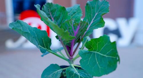 РТСУ поддерживает инициативу по благоустройству столицы